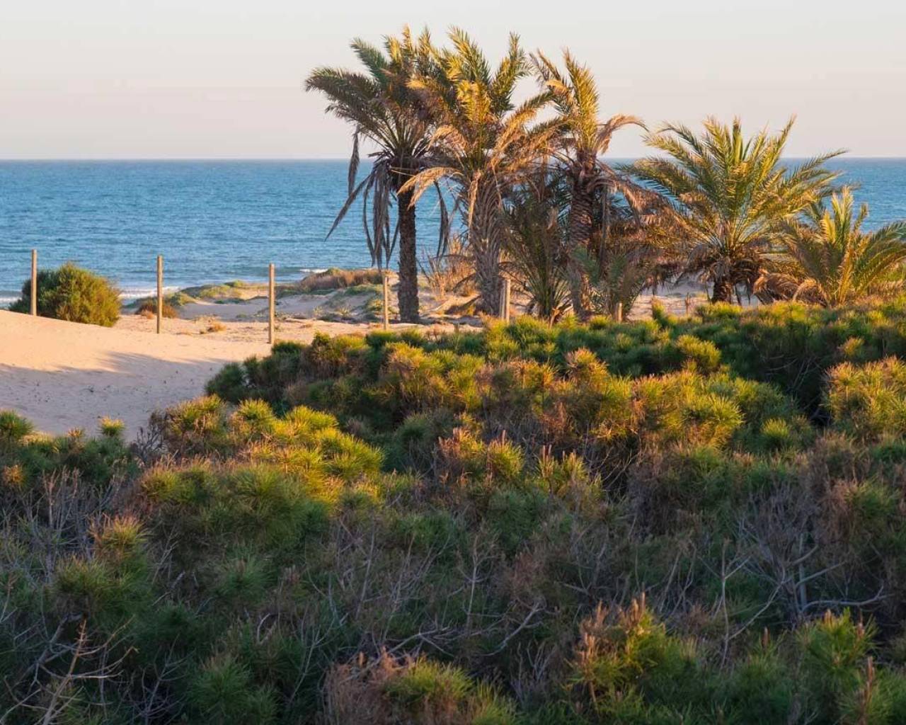 Nueva construcción  - Apartamentos - Guardamar del Segura - Avda del Puerto